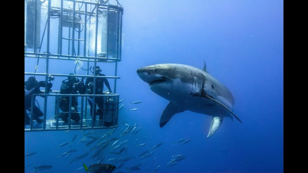 Shark Cage Diving South Africa