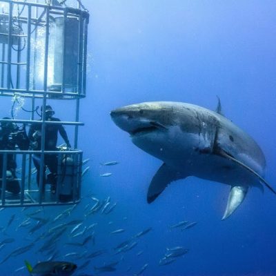Shark Cage Diving South Africa